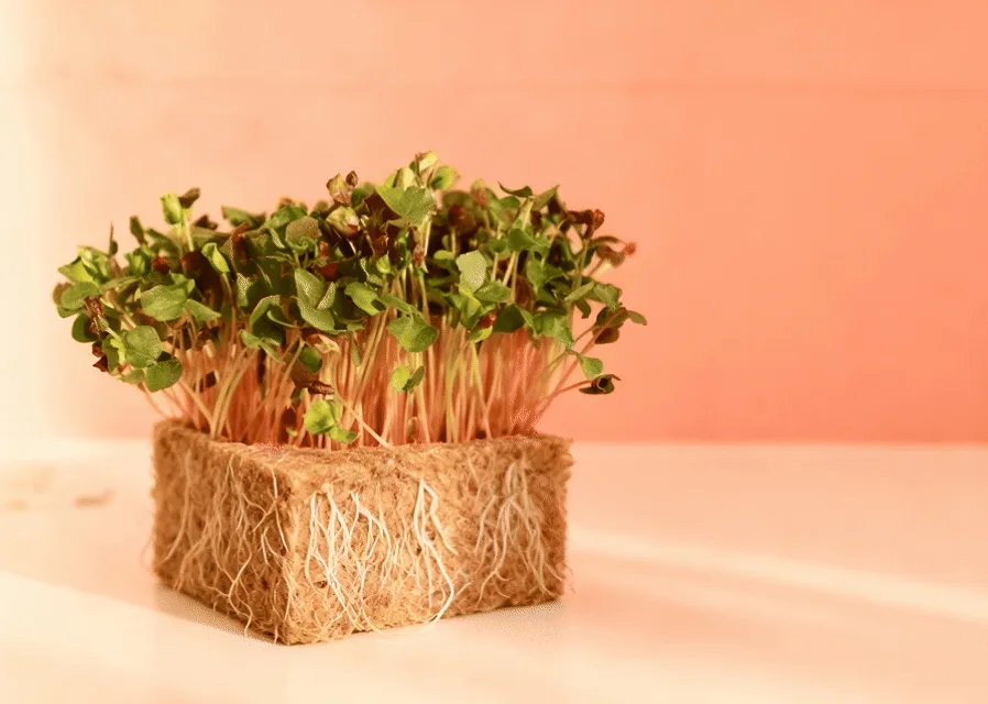 Buckwheat