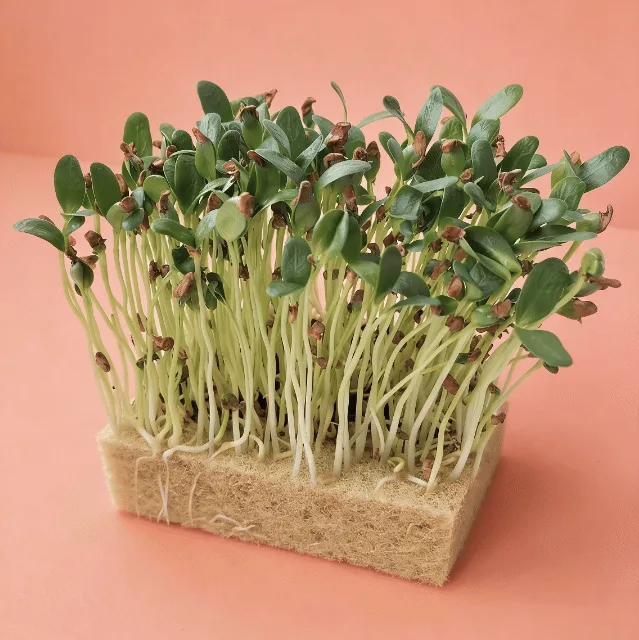 Fenugreek Microgreens