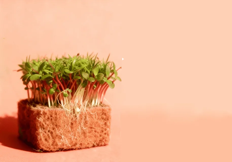 Lupine Microgreens